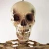 Northlight 5' Life Size Skeleton Indoor/Outdoor Halloween Decoration - White/Gray